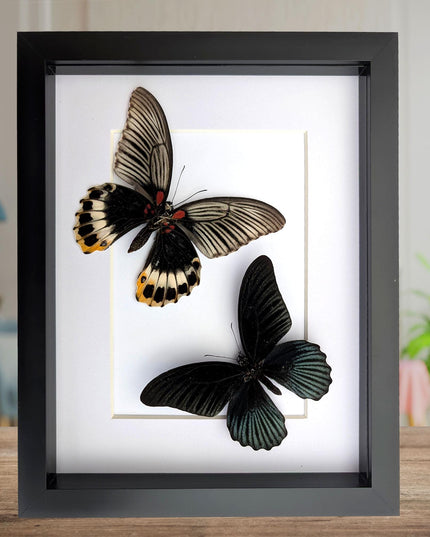 Framed Swallowtail Butterfly Art: Papilio Memnon, 8x10 Nature Display
