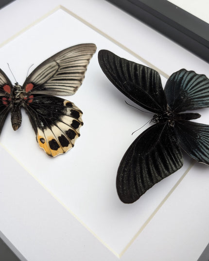 Framed Swallowtail Butterfly Art: Papilio Memnon, 8x10 Nature Display