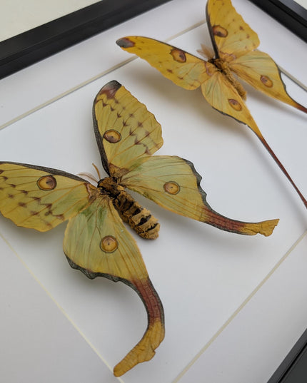 Framed comet moth: Argema mitrei pair from madagascar (A3)