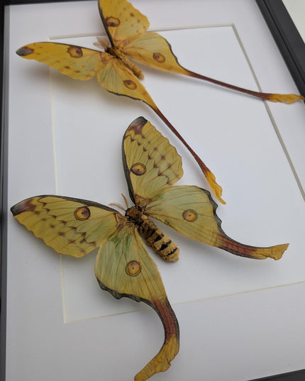 Framed comet moth: Argema mitrei pair V2 from madagascar (A3)