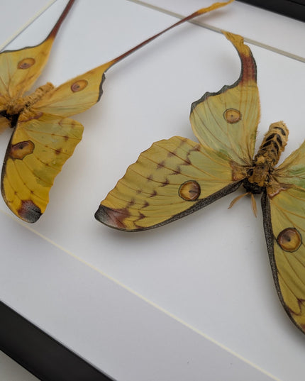 Framed comet moth: Argema mitrei pair from madagascar (A3)