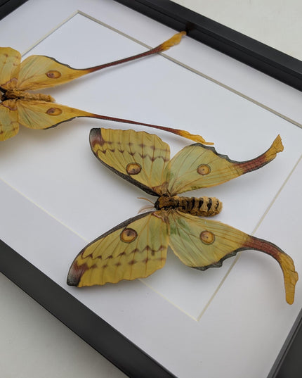 Framed comet moth: Argema mitrei pair V2 from madagascar (A3)
