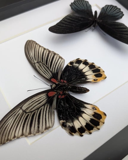 Framed Swallowtail Butterfly Art: Papilio Memnon, 8x10 Nature Display