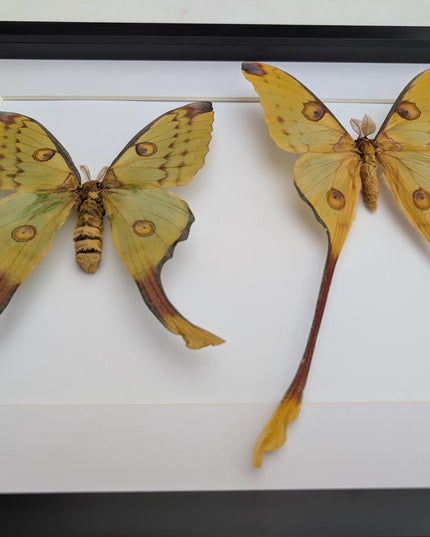 Framed comet moth: Argema mitrei pair from madagascar (A3)