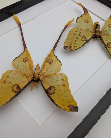 Framed comet moth: Argema mitrei pair V2 from madagascar (A3)