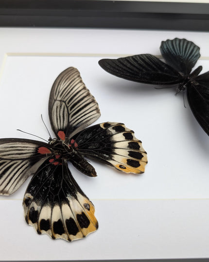 Framed Swallowtail Butterfly Art: Papilio Memnon, 8x10 Nature Display