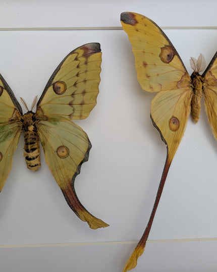 Framed comet moth: Argema mitrei pair from madagascar (A3)