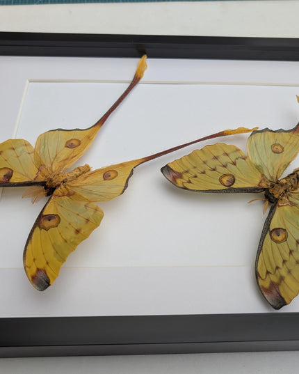 Framed comet moth: Argema mitrei pair V2 from madagascar (A3)