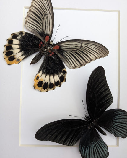 Framed Swallowtail Butterfly Art: Papilio Memnon, 8x10 Nature Display