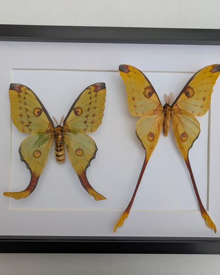 Framed comet moth: Argema mitrei pair from madagascar (A3)