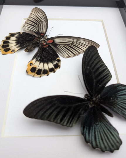 Framed Swallowtail Butterfly Art: Papilio Memnon, 8x10 Nature Display