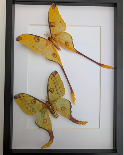 Framed comet moth: Argema mitrei pair V2 from madagascar (A3)