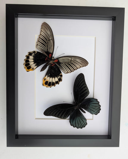 Framed Swallowtail Butterfly Art: Papilio Memnon, 8x10 Nature Display