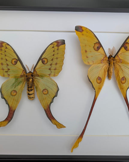 Framed comet moth: Argema mitrei pair from madagascar (A3)