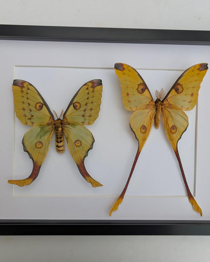 Framed comet moth: Argema mitrei pair from madagascar (A3)