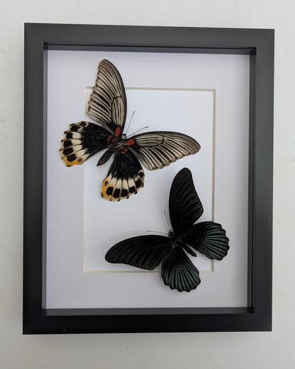 Framed Swallowtail Butterfly Art: Papilio Memnon, 8x10 Nature Display