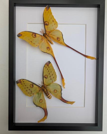 Framed comet moth: Argema mitrei pair V2 from madagascar (A3)