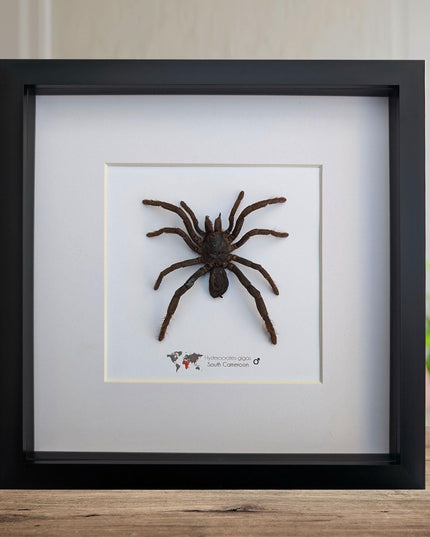 Framed cameroon red baboon tarantula: hysterocrates gigas, 8x8