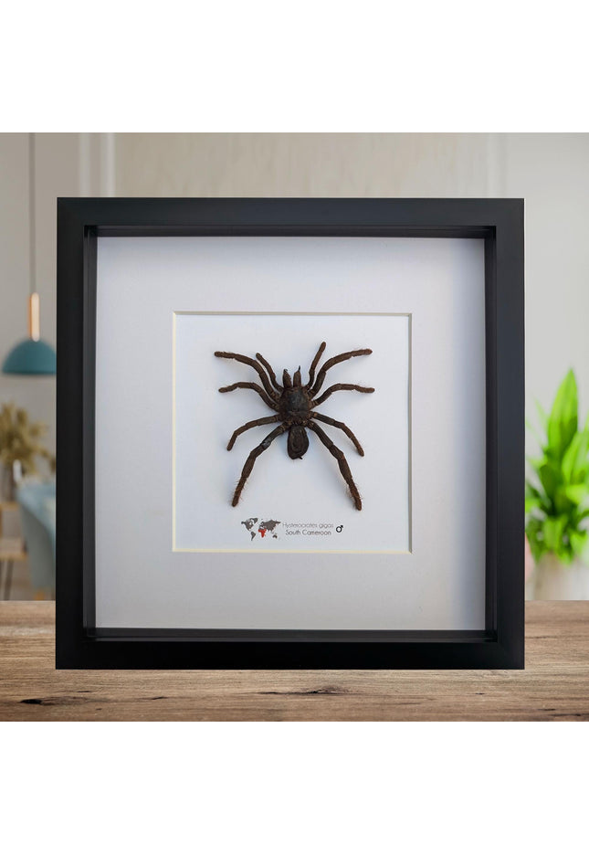 Framed cameroon red baboon tarantula: hysterocrates gigas, 8x8