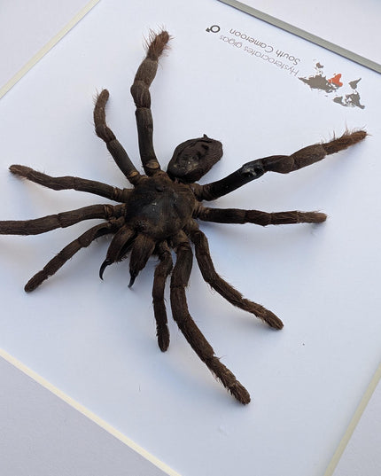 Framed cameroon red baboon tarantula: hysterocrates gigas, 8x8