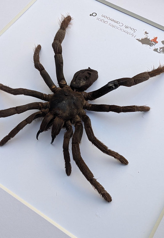 Framed cameroon red baboon tarantula: hysterocrates gigas, 8x8