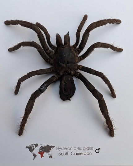 Framed cameroon red baboon tarantula: hysterocrates gigas, 8x8