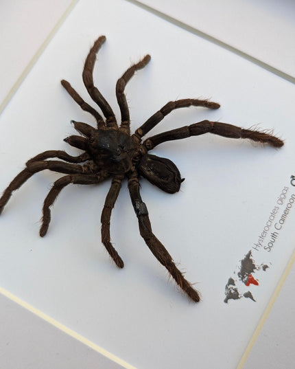 Framed cameroon red baboon tarantula: hysterocrates gigas, 8x8