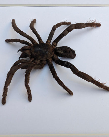 Framed cameroon red baboon tarantula: hysterocrates gigas, 8x8