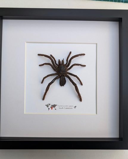 Framed cameroon red baboon tarantula: hysterocrates gigas, 8x8