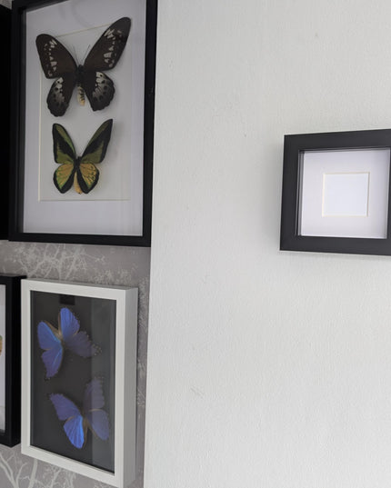 Black 4x4 shadow box frame: standing or hanging display