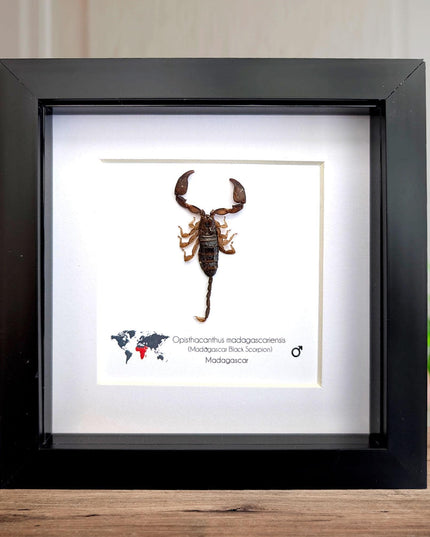 Framed madagascar forest scorpion display, entomology gift (6x6")