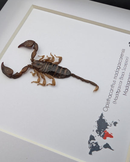 Framed madagascar forest scorpion display, entomology gift (6x6")