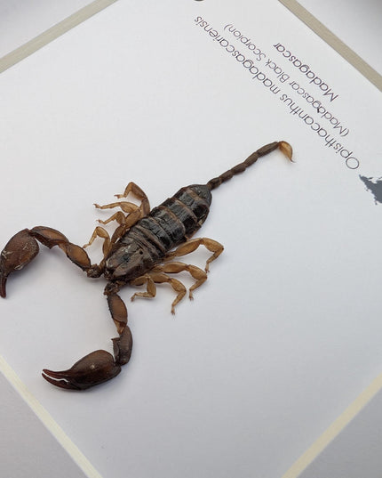 Framed madagascar forest scorpion display, entomology gift (6x6")