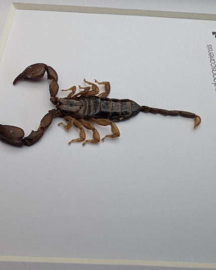 Framed madagascar forest scorpion display, entomology gift (6x6")