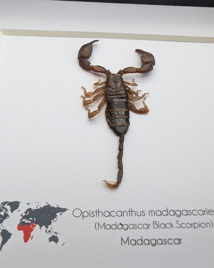 Framed madagascar forest scorpion display, entomology gift (6x6")