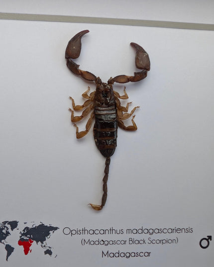 Framed madagascar forest scorpion display, entomology gift (6x6")