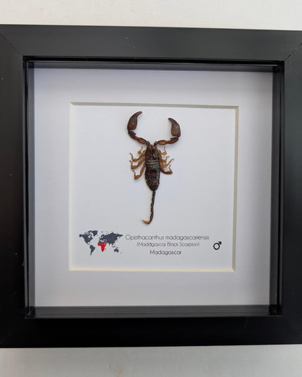 Framed madagascar forest scorpion display, entomology gift (6x6")