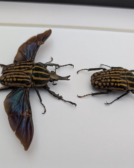 Framed Mecynorrhina Savagei Beetle Pair: Entomology Wall Decor (8x10)