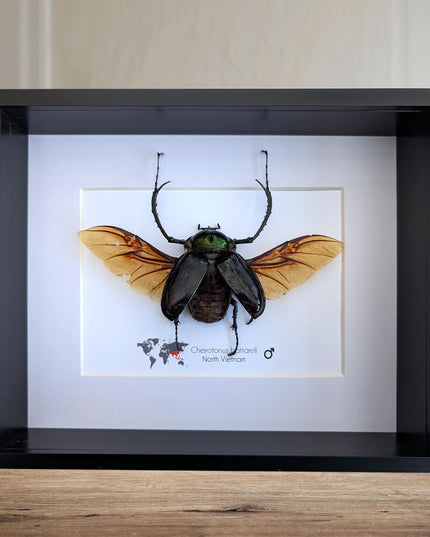 Framed Long-Arm Beetle Taxidermy: Cheirotonus Battareli Entomology Wall Art
