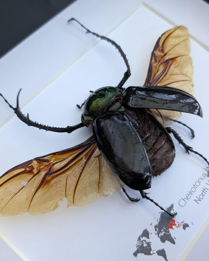 Framed Long-Arm Beetle Taxidermy: Cheirotonus Battareli Entomology Wall Art