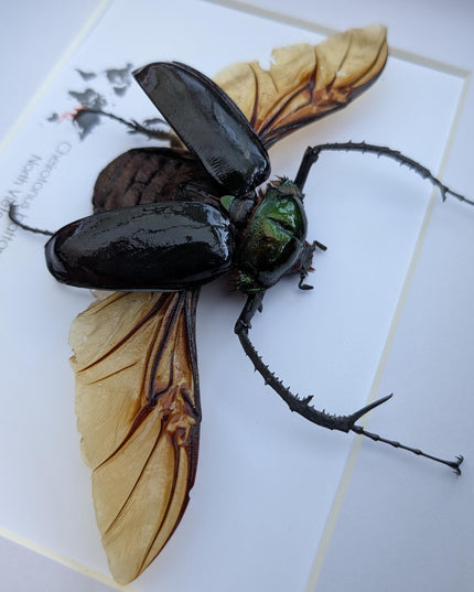 Framed Long-Arm Beetle Taxidermy: Cheirotonus Battareli Entomology Wall Art