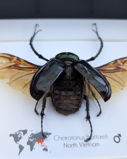 Framed Long-Arm Beetle Taxidermy: Cheirotonus Battareli Entomology Wall Art