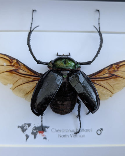 Framed Long-Arm Beetle Taxidermy: Cheirotonus Battareli Entomology Wall Art