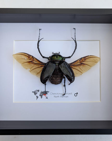 Framed Long-Arm Beetle Taxidermy: Cheirotonus Battareli Entomology Wall Art
