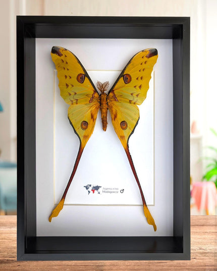 Framed comet moth: argema mitrei male from madagascar (A4)