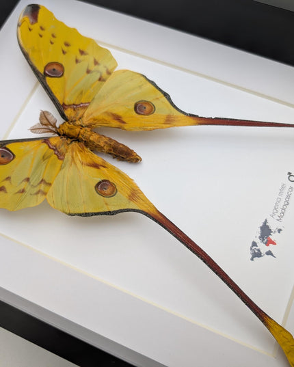 Framed comet moth: argema mitrei male from madagascar (A4)