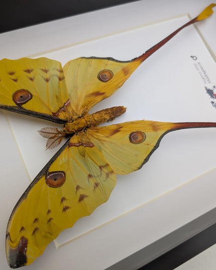Framed comet moth: argema mitrei male from madagascar (A4)