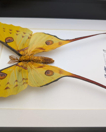 Framed comet moth: argema mitrei male from madagascar (A4)