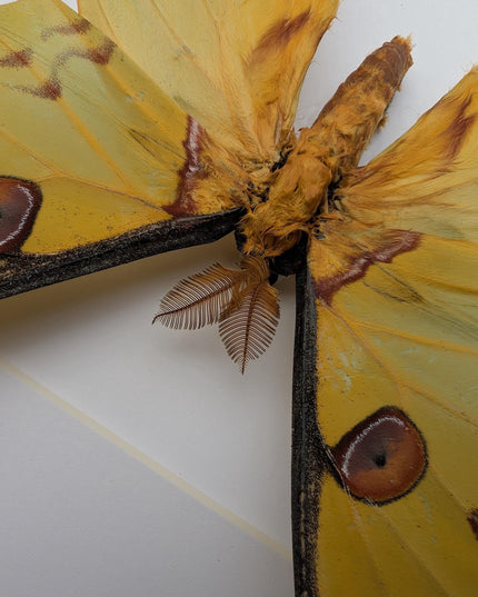Framed comet moth: argema mitrei male from madagascar (A4)