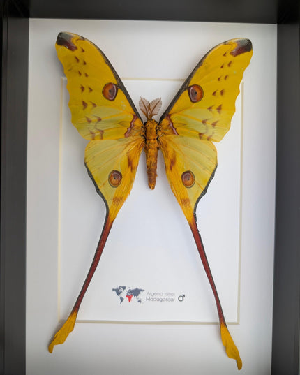 Framed comet moth: argema mitrei male from madagascar (A4)